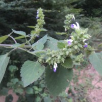 Anisomeles indica (L.) Kuntze